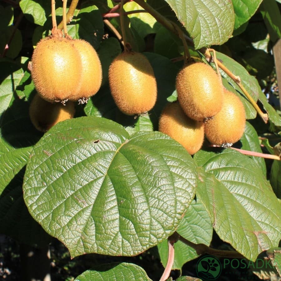 картинка Киви Дженни (ранний, морозостойкий) 