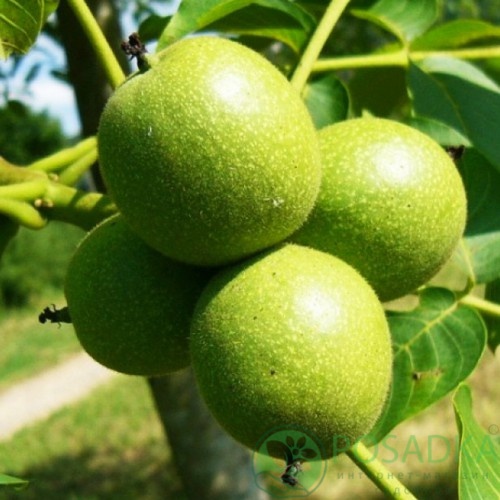 картинка Грецкий орех Алтай 