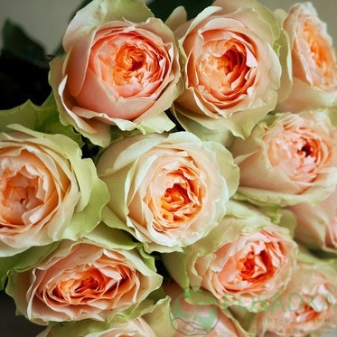 картинка Роза чайно-гибридная Гравити 