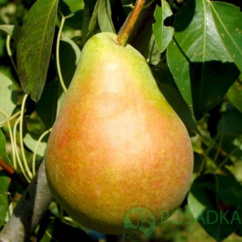 картинка Груша Виктория 