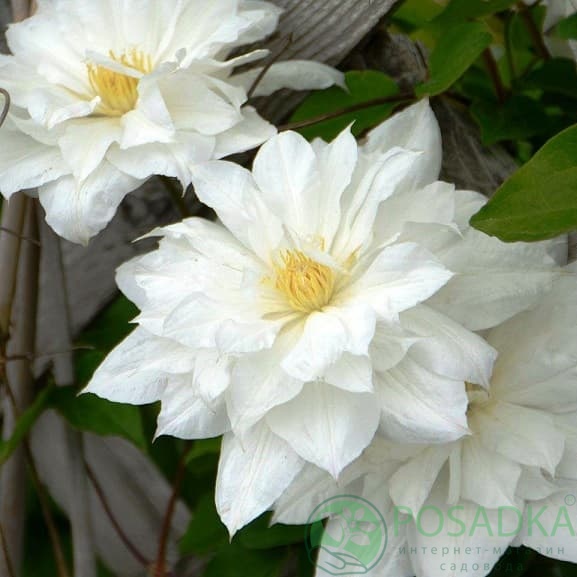 картинка Клематис Isago 