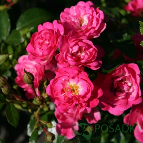 картинка Роза флорибунда Лавли Фейри 