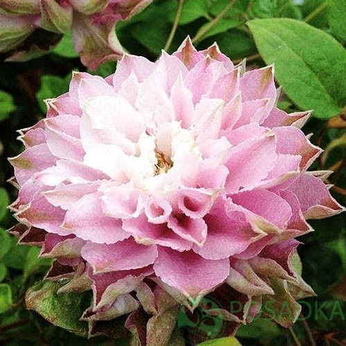 картинка Клематис Dancing Smile 