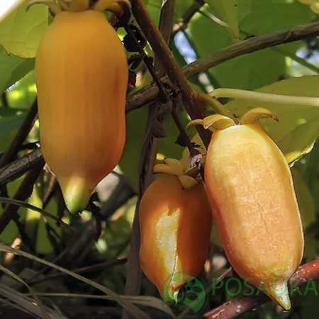 картинка Актинидия Полигама 