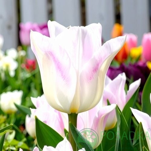 картинка Тюльпан Hamster (3 шт) 