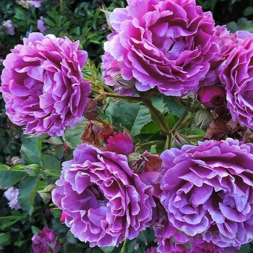 картинка Роза чайно-гибридная Минерва 