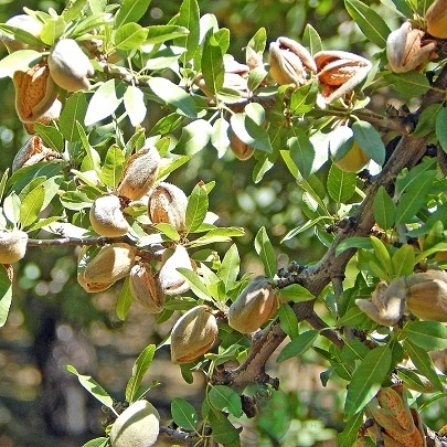 картинка Миндаль Прибрежный (привитой) 