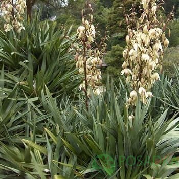 картинка Юкка 