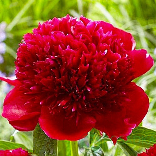 картинка Пион Red Charm 
