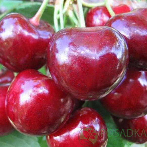 картинка Черешня Анонс 