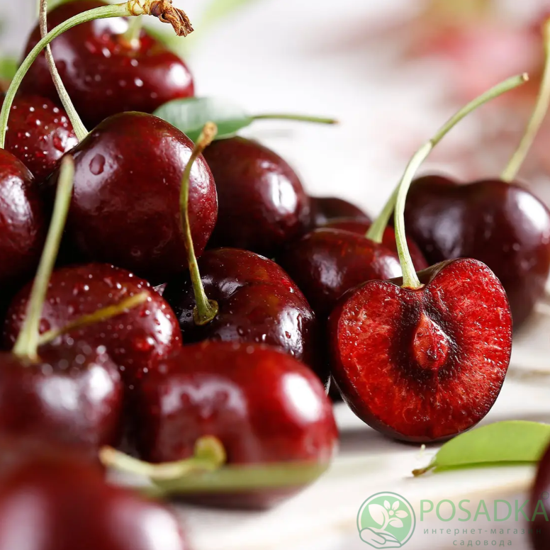 картинка Вишня Эрди крупноплодная 
