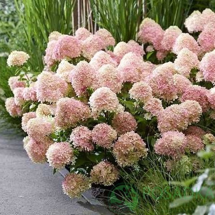 картинка Гортензия метельчатая 2-х летняя Living Little Love С2 