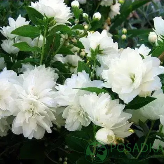 картинка Жасмин садовый Фрости Морн (Philadelphus Frosty Morn) картинка Жасмин садовый Фрости Морн (Philadelphus Frosty Morn)