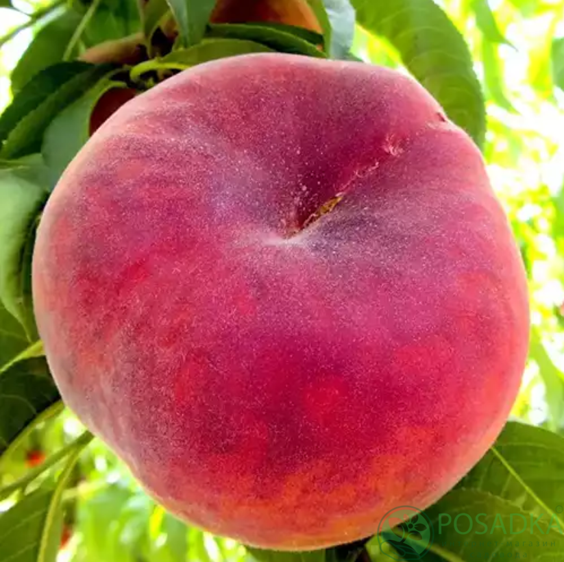 картинка Персик Алибланка 