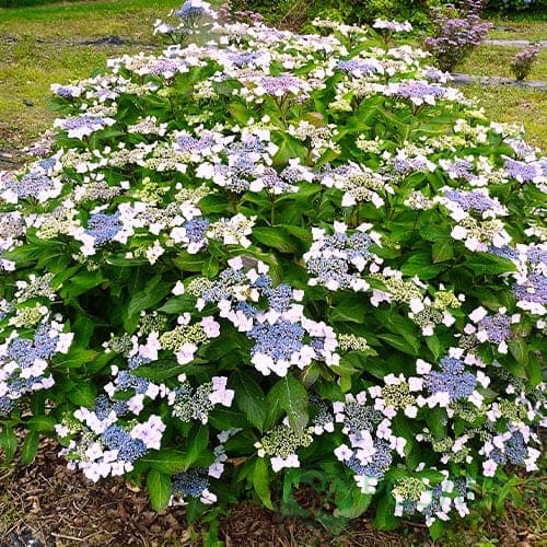 картинка Гортензия крупнолистная Mariesii Perfecta  