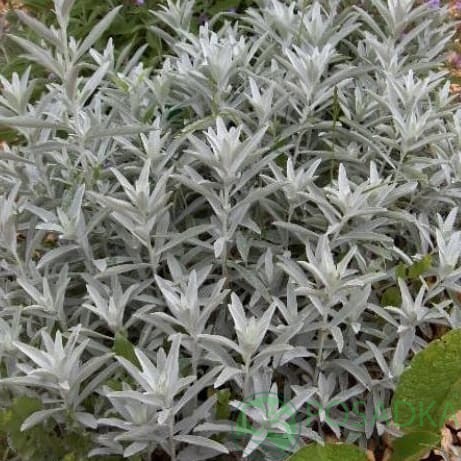 картинка Полынь Людовика Silver Queen 