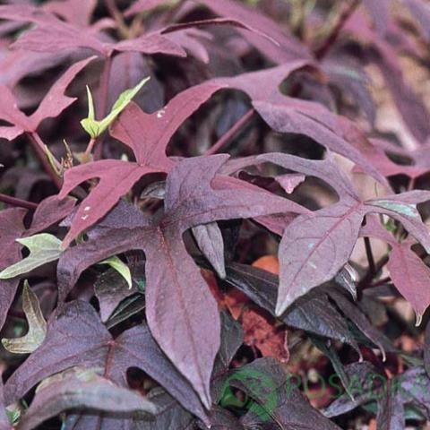 картинка Ипомея батат Black Tonе 