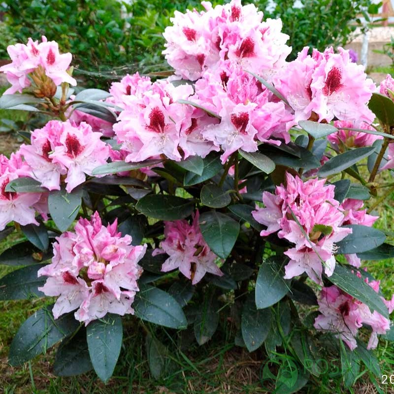 картинка Рододендрон Королева Ядвига 