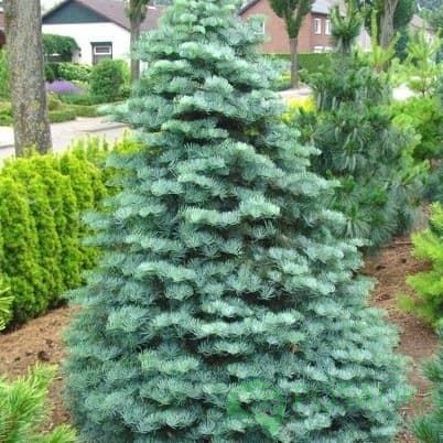 картинка Пихта Одноцветная (Abies Concolor)  