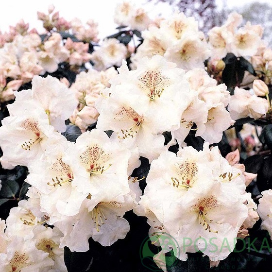 картинка Рододендрон Уильямса Gartendirektor Rieger 