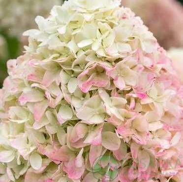 картинка Гортензия метельчатая Living Candy Love 