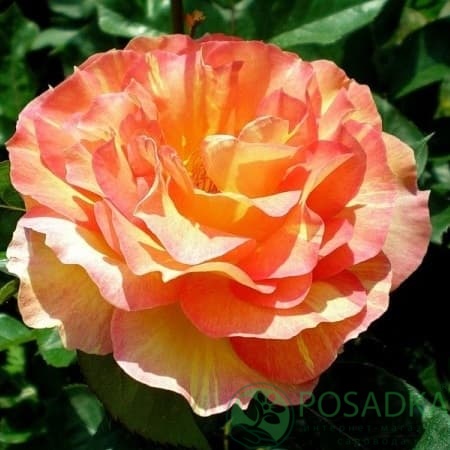картинка Роза чайно-гибридная Оранж энд Лемон 