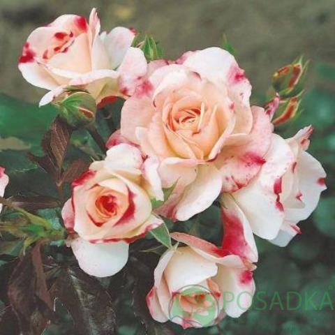 картинка Роза бордюрная Йованка 