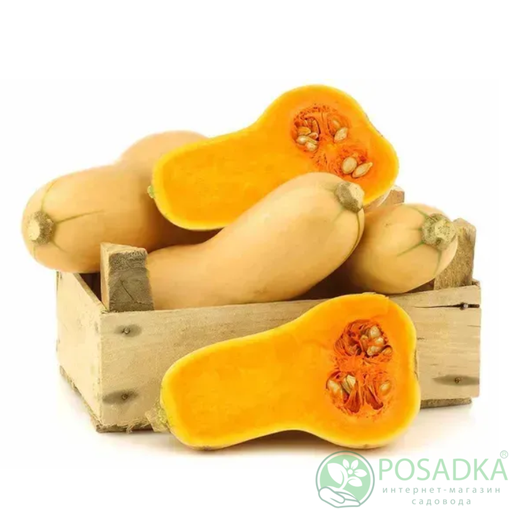 картинка Семена Тыква Батернат 2 г Seedera 