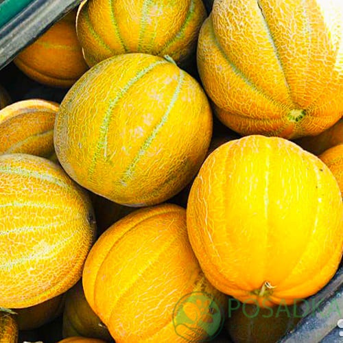 картинка Семена Дыня Эфиопка 2 г, Seedera 