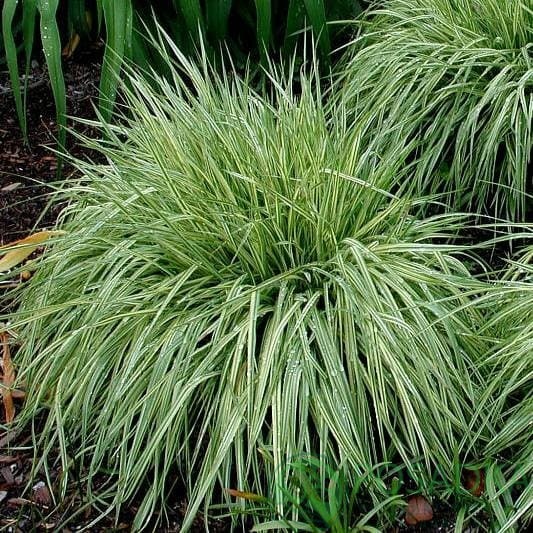 картинка Молиния Вариегата 