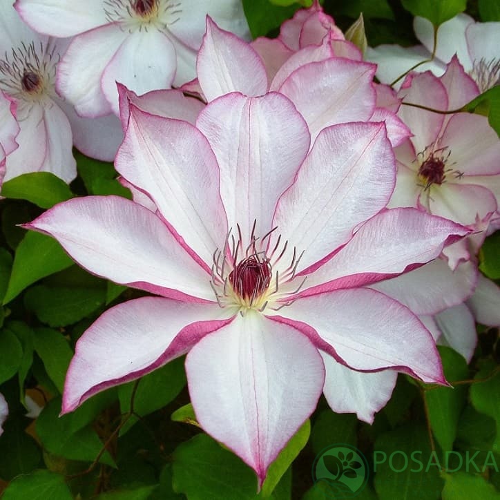 картинка Клематис Omoshiro 