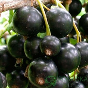 картинка Смородина чёрная Минай Шмырёв 