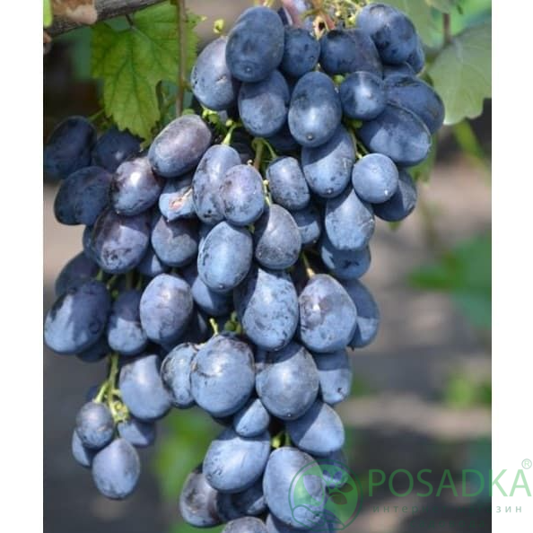 картинка Виноград кишмиш Чёрный хрусталь 