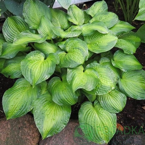 картинка Хоста Midwest Magic 