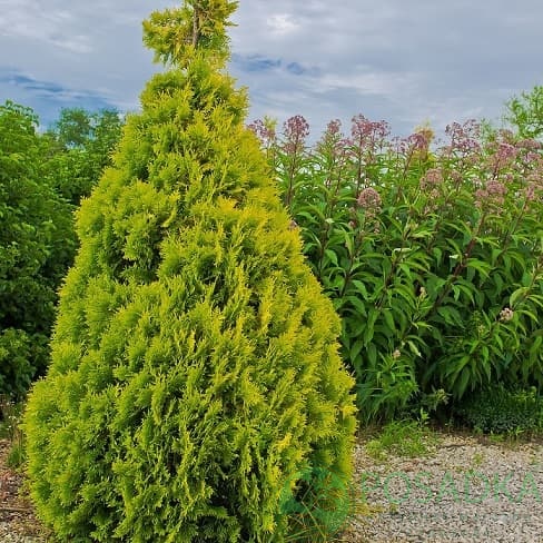 картинка Туя западная Малониана Ауреа  