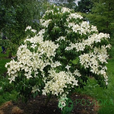 картинка Дерен коуза China Girl 