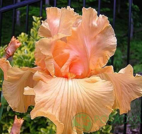 картинка Ирис germanica Oktoberfest 