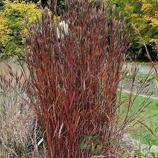 картинка Андропогон прутьевидный Prairie Blues 