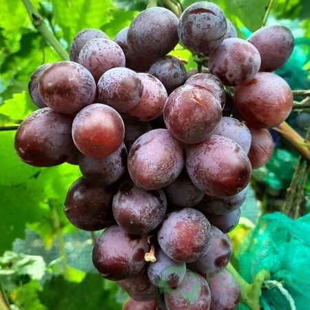 картинка Виноград Альянс (контейнер) 