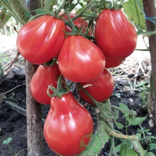 картинка Семена Томат Трюфель розовый 0.1гр, SeedEra 