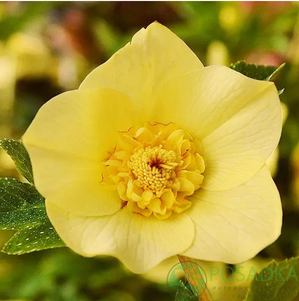 картинка Морозник восточный Anemone Super Yellow 