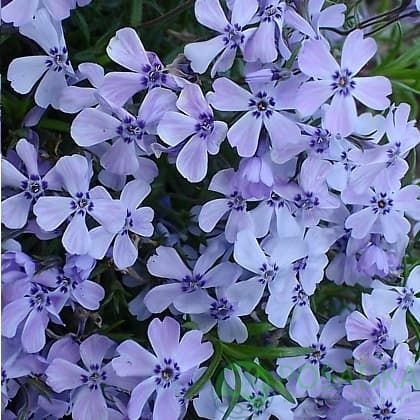 картинка Флокс шиловидный голубой 