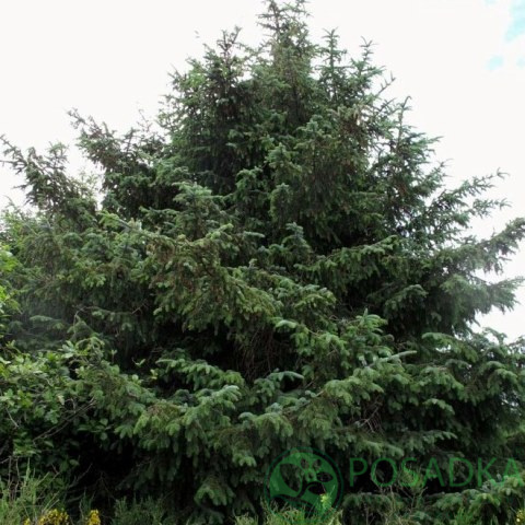 картинка Ель ситхинская (Picea sitchensis) 
