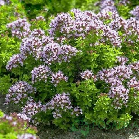 картинка Душица обыкновенная 'Compactum' 