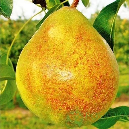 картинка Груша Банкетная 