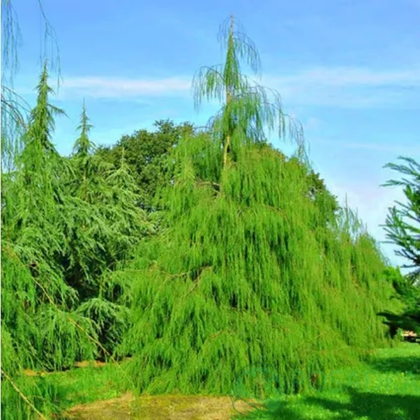 картинка Кипарисовик Лавсона Imbricata Pendula С5 
