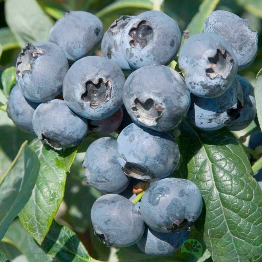 картинка Голубика 3 летняя Бригитта Блю (контейнер С2)  картинка Голубика 3 летняя Бригитта Блю (контейнер С2)