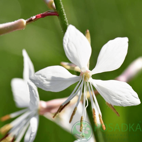 картинка Гаура Sparkle White картинка Гаура Sparkle White
