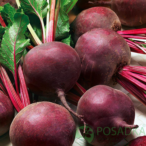 картинка Семена свекла столовая Мармелад семена 3 г, SeedEra 