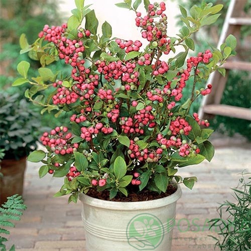 картинка Голубика Pink Blueberry картинка Голубика Pink Blueberry